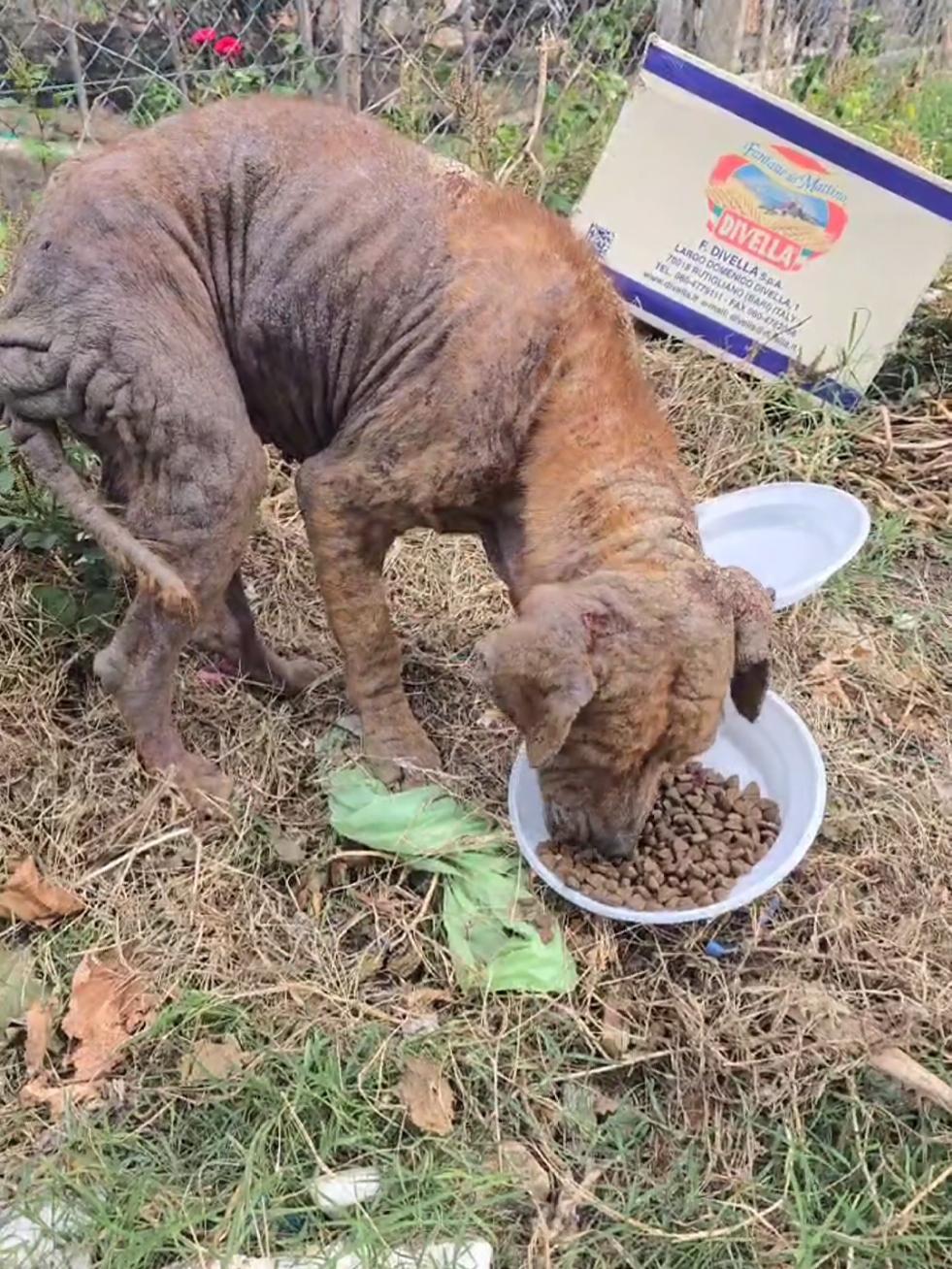 In un angolo di strada, un piccolo cagnolino giace rannicchiato, vittima evidente di sofferenza e trascuratezza. La rogna ha divorato gran parte del suo pelo, lasciandolo vulnerabile, con chiazze arrossate e doloranti. Gli occhi, stanchi e spenti, sembrano aver perso ogni scintilla, come se fossero ormai rassegnati alla solitudine. Questa creatura, un tempo forse gioiosa e vivace, appare invece segnata da una tristezza profonda, che emerge in ogni suo gesto esitante. Avanza piano verso il cibo, guardingo, come se perfino un atto di gentilezza potesse nascondere un pericolo. La scena suscita una sensazione amara, un dolore sordo per tutte le volte in cui questi piccoli esseri, capaci di amore incondizionato, vengono lasciati soli a combattere battaglie impossibili. È una visione che non si dimentica, che racconta in silenzio il valore di ogni piccola vita trascurata. Con la speranza che ciò che stiamo facendo ci permetterà di risolvere queste situazioni. 🐾❤️ #cibo #dogrescue #catrescue #petsquad #bethechange #animalheroes #rossano #viralpost #tranding #perte #video #makeadifference #dog #dogs #catsoftiktok 