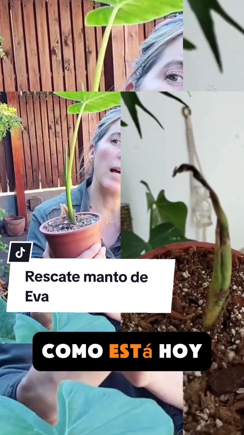 Manto de Eva Rescatado en Mayo. así es cómo avanza! si quieres ver el vídeo completo te invito a mi canal de Youtube. link en mi perfil  #plantastropicales #botanica #plantasdeinterior #CapCut 