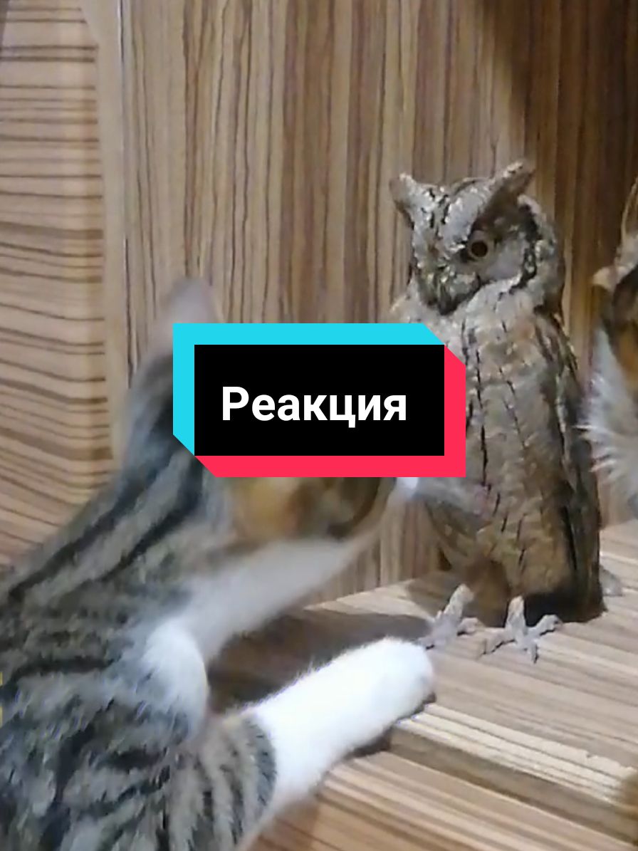 Я даже сам иногда могу опасаться его на его территории. #🦉 #☠️ #хищник #пафос #брутал 