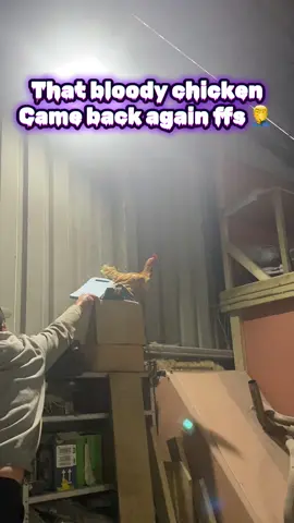 Mrs Chicken came back 🤦‍♂️ #workshop #garage #chicken #fyp 