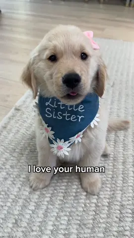 am i enough🥺👉👈? #goldenretrieverpuppy #puppy #chatter #dogsoftiktok 