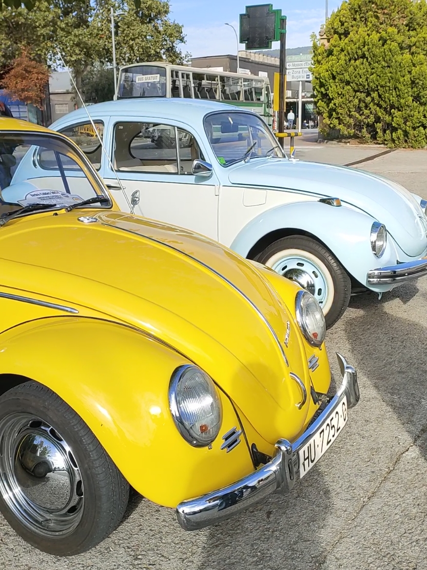 Varios Volkswagen Beetle y un Karmann Ghia en Retro Caldes 2024. #volkswagen #volkswagenkarmannghia #karmann #karmannghia #ghia #vw #vwkarmann #vwkarmannghia #vwbeetle #beetle #vwclassic #vwclassics #vwclub #clubvw #germancar #germancars  #instacars #instacar #classiccar #classiccars #clubhojalata #petrolhead #cargram #carsofinstagram #carstagram #carphotography #carlovers #coches #carspotting #cars