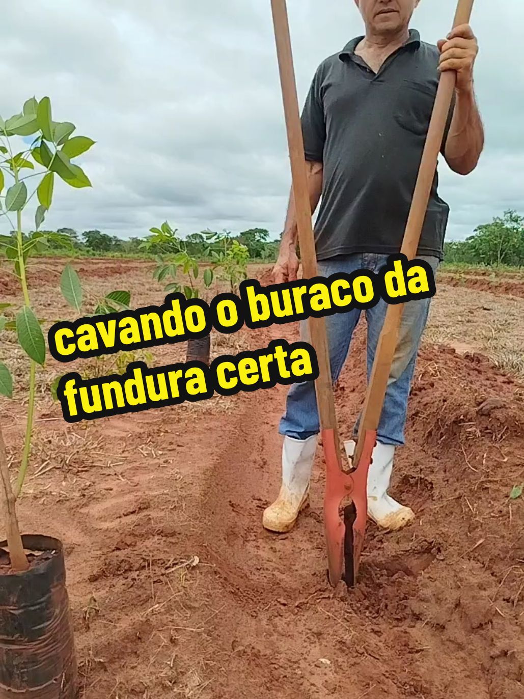 veja qual a fundura do buraco pra plantar a muda de seringueira  #agro#plants#muda#seringueira #roça #cultura