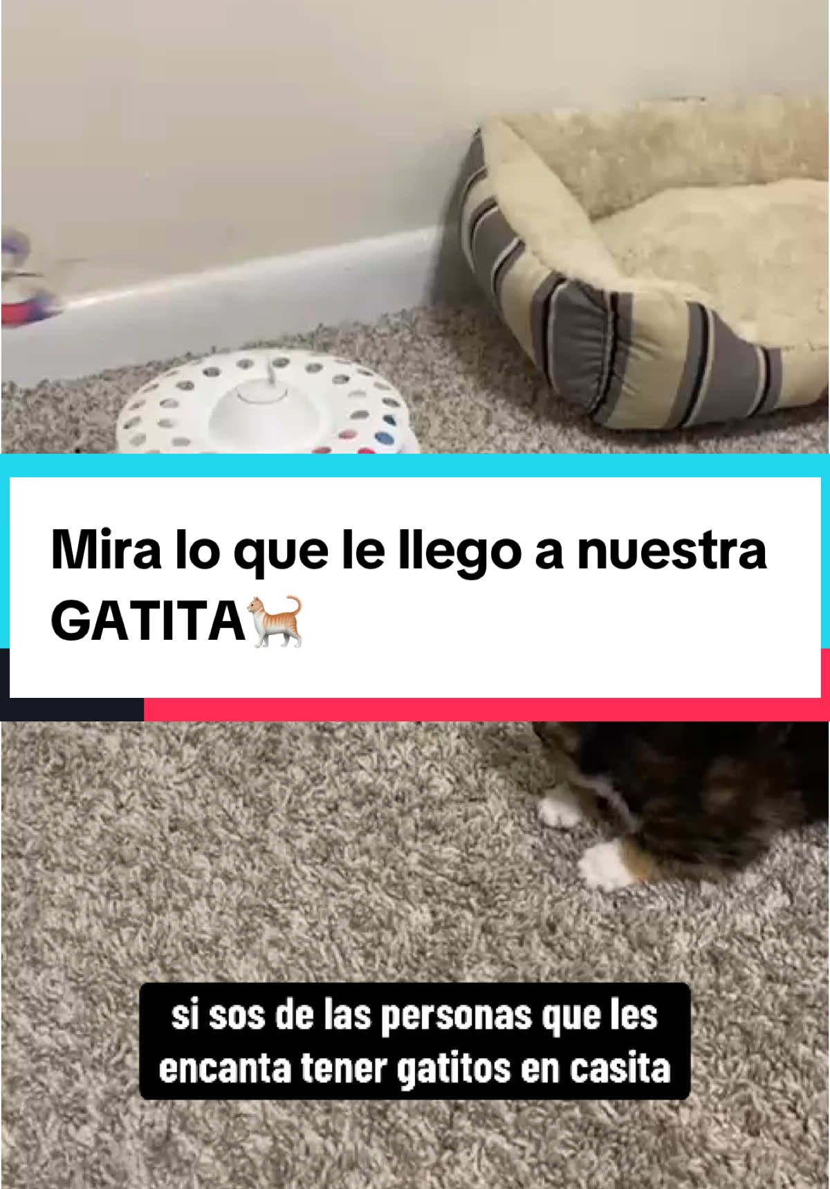 #fypシ゚viral #gatitos  #jugueteparagato  #foryou #tiktokshopfinds  #TikTokShop  #cats  