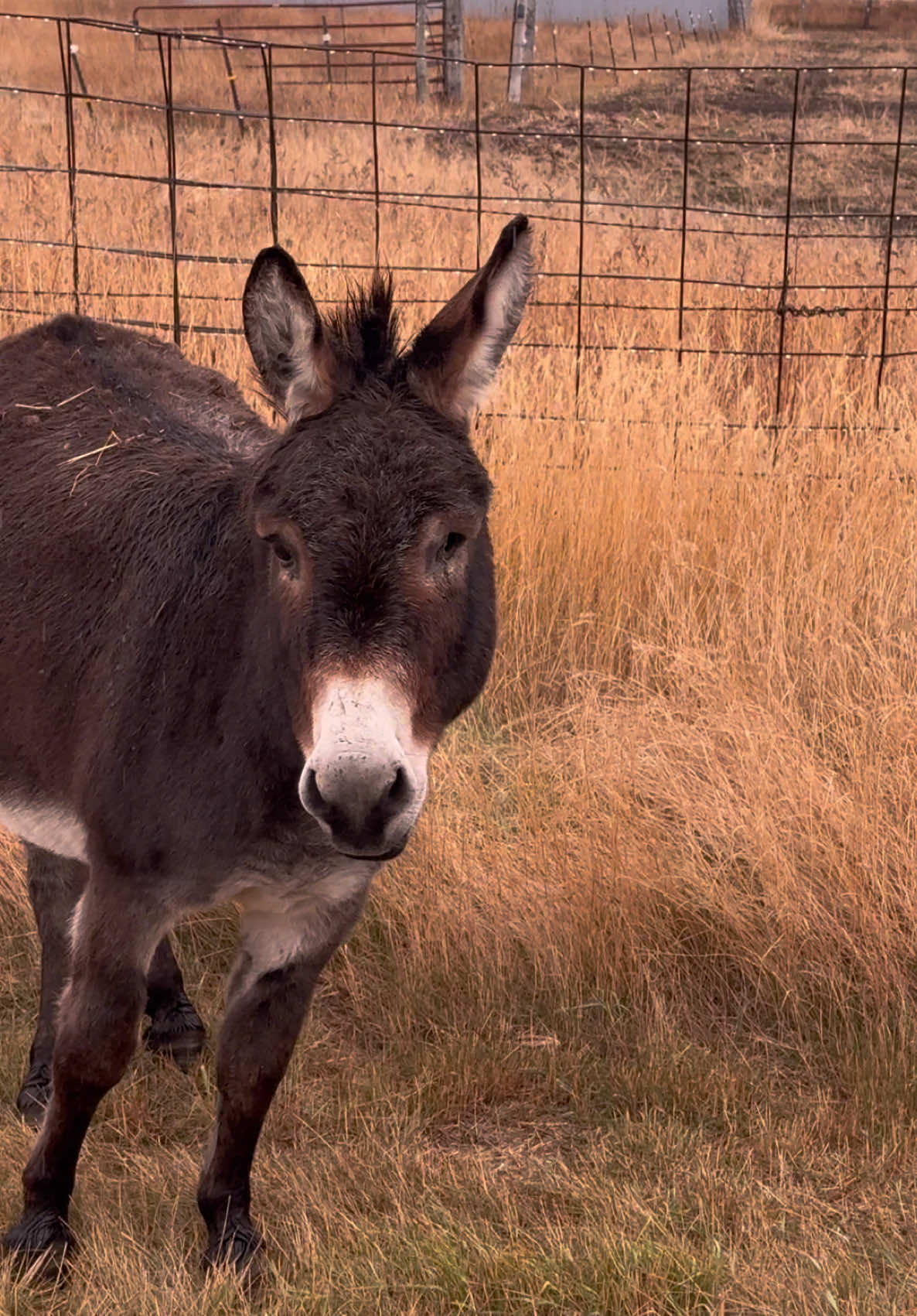 Do you have time to discuss….  #fypシ #funnyvideo #donkeysoftiktok 