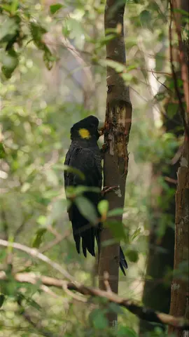 Yellow-tailed black cockatoo foraging 🌳 This was my first time trying the Canon EF 200-400mm lens and this cockatoo was the perfect test subject. She was down low but 20 metres away.  Hopefully I get some better lighting for the next encounter but it was still a treat to see these beautiful birds 🥹 #blackcockatoo #cockatoo #birdphotography #bird 