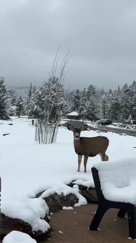 We’ve got snowy skies and winter vibes in Estes ❄️☃️🩵 #snow #winterishere #colorado #mountains #winteradventures 