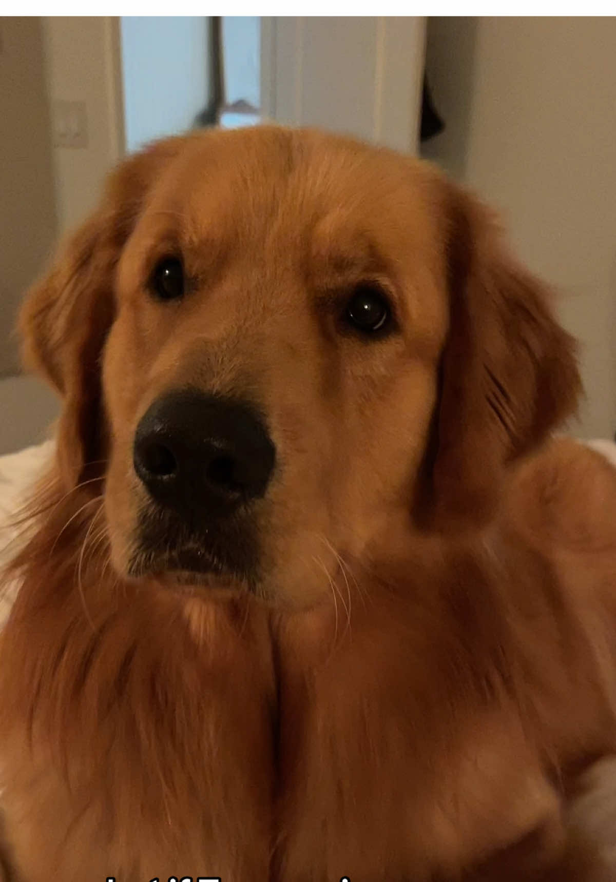 #trump #vote #goldenretriever #dogvideos #funny #humor 