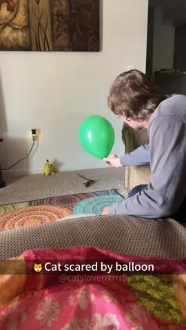 Cats vs balloon🎈#cat #catsoftiktok #funny #fyp 