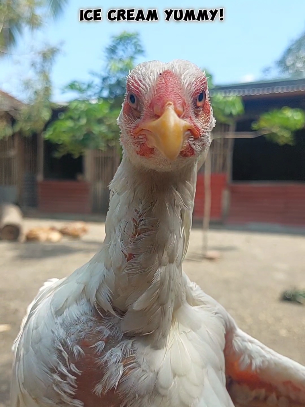 Ice cream yummy 😋 #chickensoftiktok #chicken #funnyanimals 