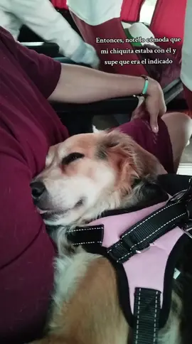 Ella estaba muy cómoda en sus  brazos🥰🥰🥰 Un viaje de 8 horas🫠 #feliz #mascotas #amor #pareja #fyp 