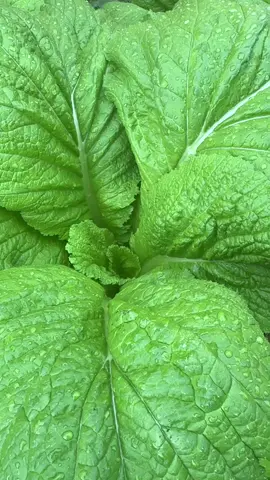 Rayoo saag 🥬🥬 #backyardvegetablegarden #vegetablegardening #organicvegetable #dfwbackyard #mustardgreens #rayosaag #growyourownfood #mostviralvideo #goviral #fyp @Aliamrit 