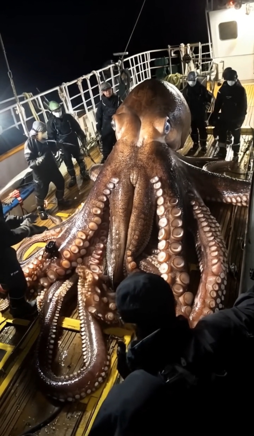 Scary 😱😱🐙 #OceanMysteries #GiantSeaCreatures #fishing #ocean #scary #monster #sea 