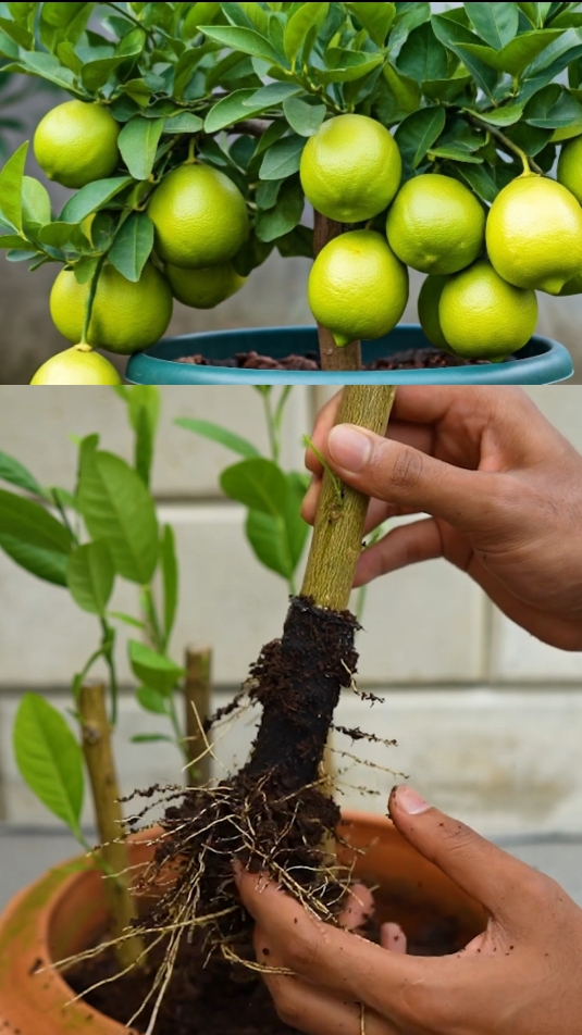 Grow Lemon Tree Faster with These Pro Tips #plants #fypシ #gardening #lemon #tre #yellow #PlantCare #IndoorPlants  #GreenLiving #PlantLover #PlantAddict  #Gardening #HousePlants  #PlantCommunity #PlantParent  #UrbanJungle  #PlantGoals  #GardenInspiration  #PlantsMakePeopleHappy #NatureLovers  #PlantTherapy #GreenThumb  #PlantCollection #natureathome  #HomeGarden #PlantStyling  #LeafLover  #PlantLife #PlantOfTheDay  #GrowYourOwn #Botanical  #PlantObsessed #PlantGang #Succulents #GreenHome  #PlantDecor  #PlantInspiration #PlantFam #HousePlantClub #IndoorJungle #PlantFriends #HappyPlants  #PlantPower  #GardeningLife  #GoGreen  #FreshPlants #PlantPerfection #PlantVibes #FlowerPower  #EcoFriendly #PlantDaily  #HousePlantHome  #NatureGram  #PlantGoals  #HomeGreenery  #PlantLove 