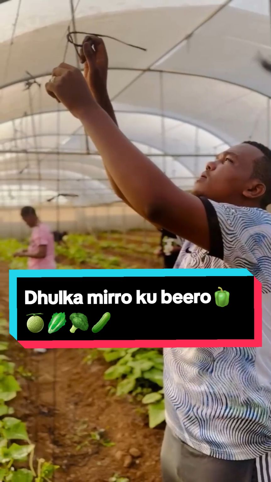 Muriqiina maalow , dhulka mirro ku beero 🥬🥦🥒🍈🫑🇸🇴 #vedioviral #vedioviraltiktok #zamzamuniversity💙📚 #beeraley #greenhouse #seeds #germination #harvesting #fyp #vedio #lover #otherska_ii_taabta_please #follow #welcome2022 #2024 #2025 #2018 #zust #development #mogadishu #xamar #city 