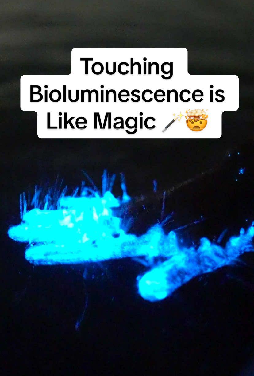 Slapping the magic water! 🪄🌀👋 This is a clip of my friend @Justin Buzzi touching some super bright bioluminescence.  📍Merritt Island National Wildlife Refuge - August 2023 #bioluminescence #glowing #ocean #florida 