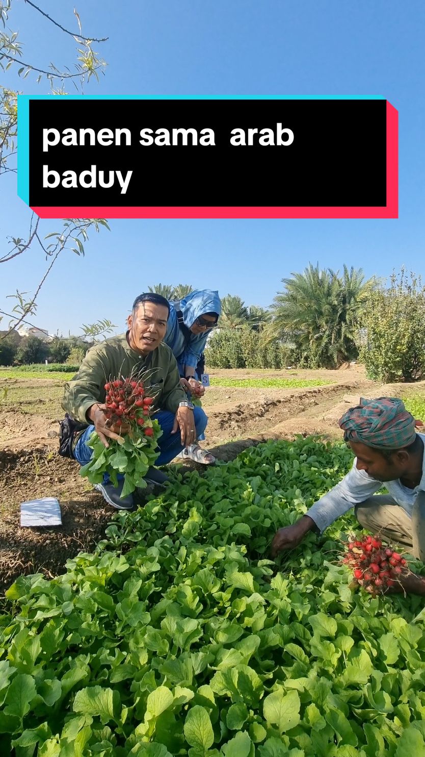 VIRAL !! PANEN SAYURAN SAMA ARAB BADUY #fyp #makkah🕋 #haji2024 #Umroh2024 