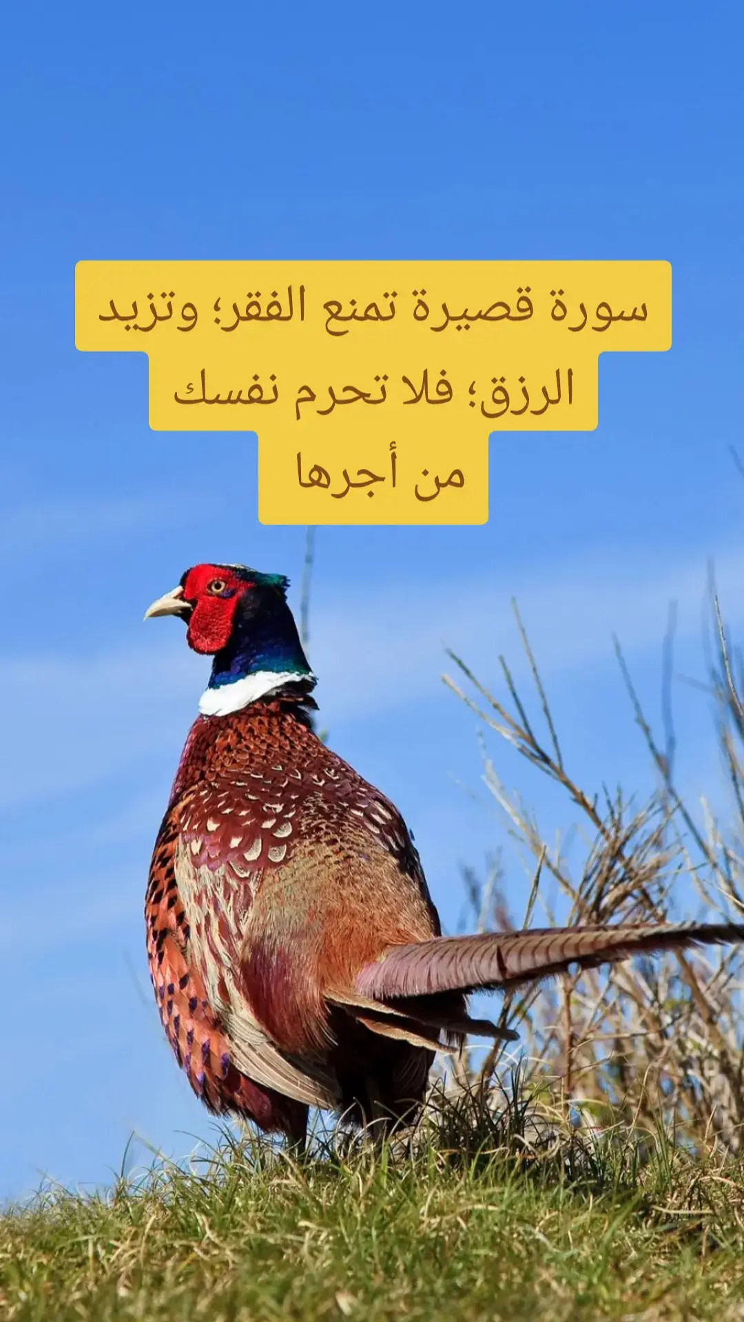 #اللهم_صلي_على_نبينا_محمد #اللهم_صل_وسلم_على_نبينا_محمد #القرآن_الكريم_راحه_سمعك_القرآن💙🎧 #القرآن_راحة_نفسية #القرآن_الكريم_راحة_نفسية🎧❤ #fypシ゚ #virale #viral_video #foryouu #foryoupagе #فيهذااليوم @🇦🇪إمارات العز 🇦🇪 @أسد السُنه و الجماعة الإماراتي @حفيد ابوبكر الصديق @حفيد عمر بن الخطاب @حفيد علي بن ابي طالب 