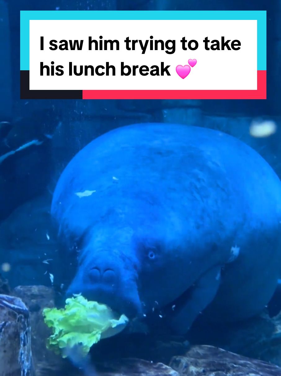 I saw him trying to take his lunch break 💕 #funnyanimals 