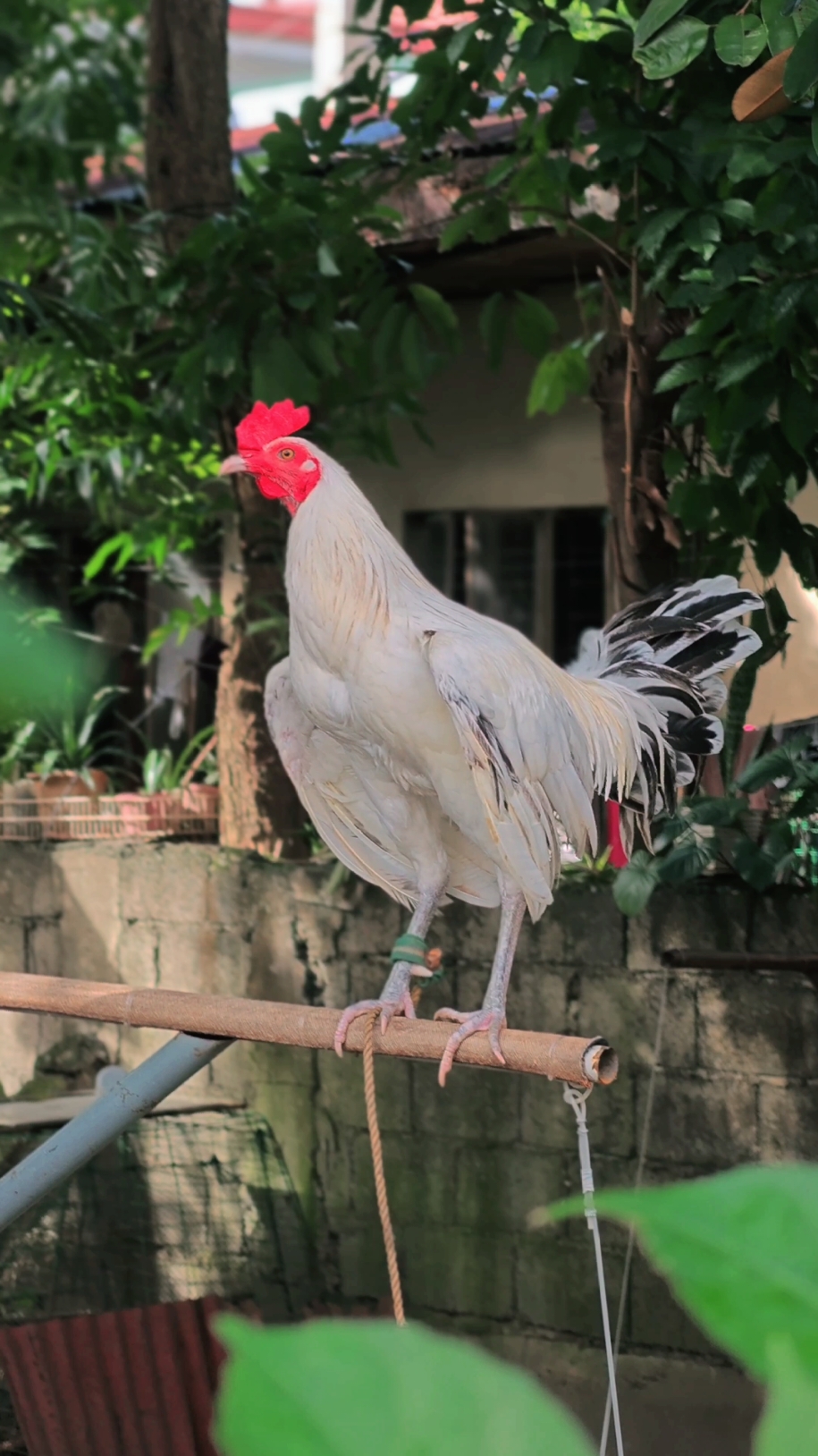 thai concept inspired pero manok ang baon! hahahah #CapCut  #montage #whitestreamerkanawayon #kanawayon #rooster #fy #featureme #FYP #minitexas #fu #manok #backyardbreeders #chickens #fypシ゚viral 