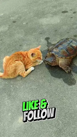 Cat Vs Turtle🐢#cat #funny #turtle 
