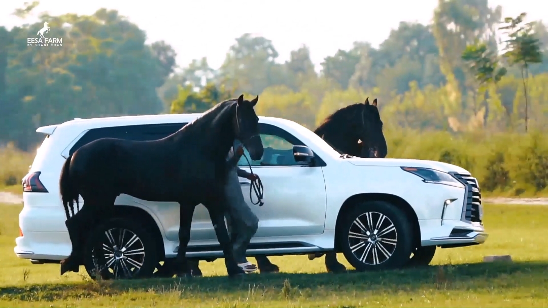 Black & White Beauty 🐎🐴🖤 #sardarshanikhan #madrotahorseshow #horsesofpakistan #friesianhorse #bestoftheday #luxury #lexuslx570 #blackhorse #fypage #trendingnow⚡ 