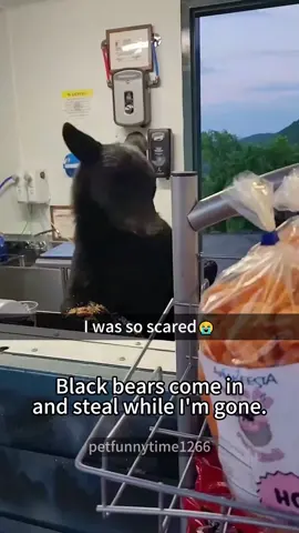 Bear stealing food🤣🤣#funny #fyp #fouryou #funnyvideos #bear #funnyanimals 