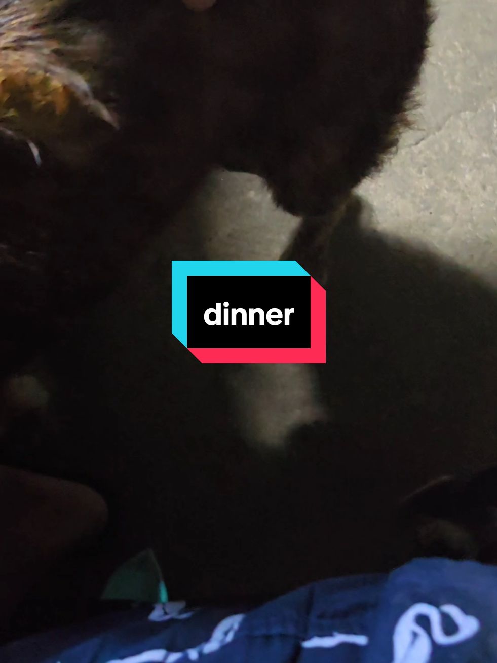 Dinner time my rescued dogs #aspinLover #doglove #animalAdvocate #doglover #rescueddog #straydogs 