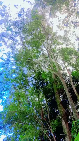 rbin ahmd #@টিকটক বাংলাদেশ ৫৫৫ #@দিরাই ফুয়া  রানা ভাই 
