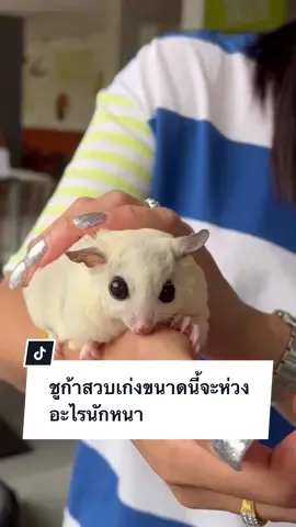 รุ่นนี้สวบหมด รักเเต่คนในบ้านนน🥰😂 #โม่มี่ชูก้าเทวดา #ชูก้าไกรเดอร์ตลก #ชูการ์ไกลเดอร์ #ชูการ์ไรเดอร์ #sugarglideroftiktok #sugarglider #สัตว์เลี้ยงtiktok #สัตว์เลี้ยงน่ารัก 