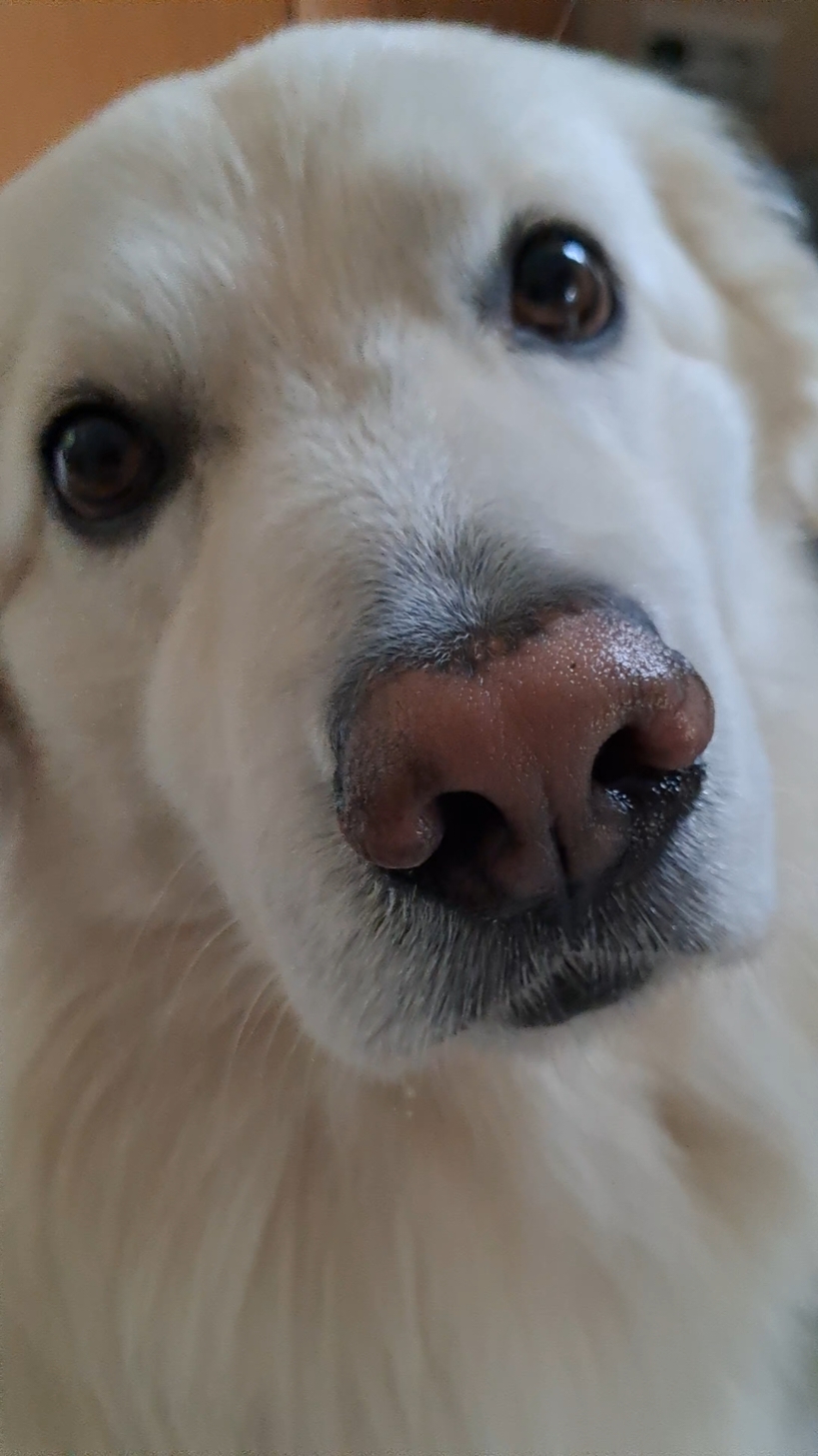 Treuer Freund auf vier Pfoten! #besterfreund #treuerhund #hundeblick #weisserhund  #retrieverlabrador #cute #familienhund #foryoudog 