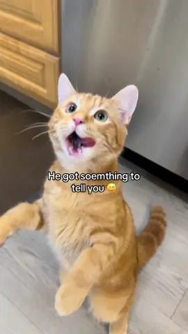 Bro got the cutest meow 🥹 #cats #catsoftiktok #kittensoftiktok #fyp 
