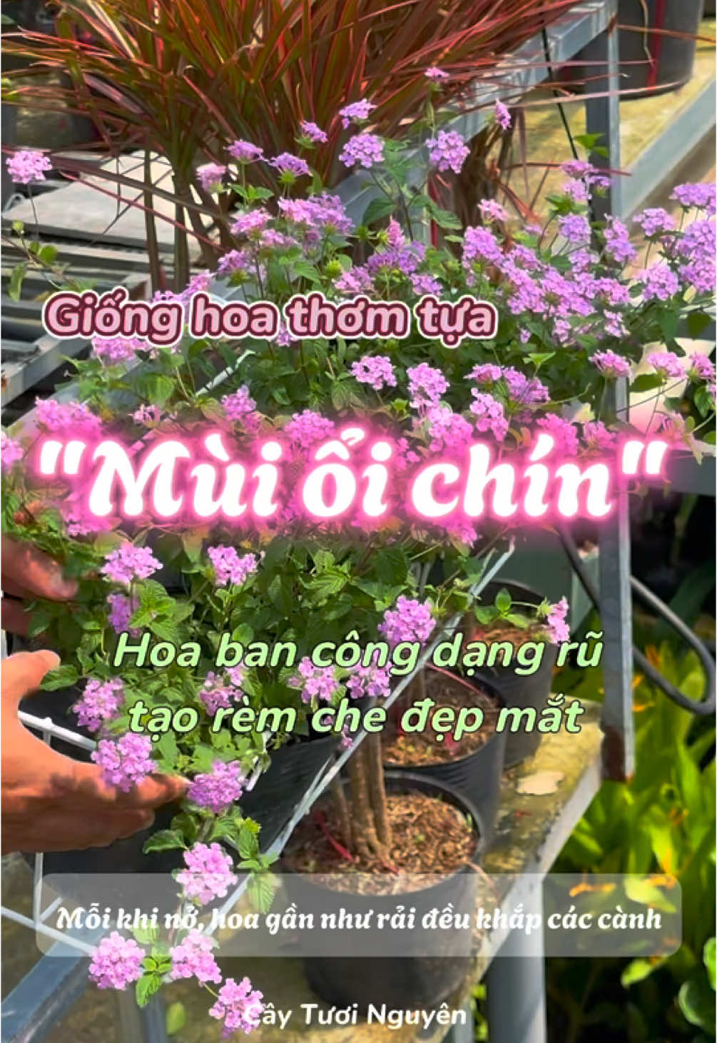 Mùi thơm quyến rũ, hoa nở quanh năm. Ngũ sắc tím hay còn gọi là Trâm ổi tím thực sự là giống hoa ban công rất đẹp 💕🍃✨#caytuoinguyen #trangtrinhacua #hoabancong #hoagiong #hoangusac #trangtribancong #jfy #yeunha #binhyen 