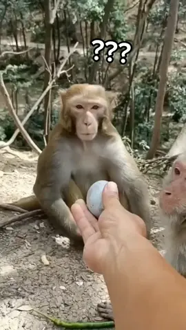 con khỉ biết chê quả trứng ùm 