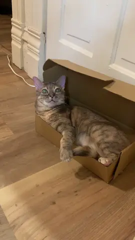 Very cool Gumbus 🥰 #fyp #fypシ゚viral #kittensoftiktok #catsoftiktok #fypage #rescuekitten #rescuecat 