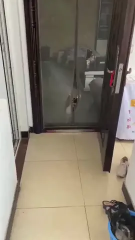 #funny #funnyanimals #pet #cute #fyp 