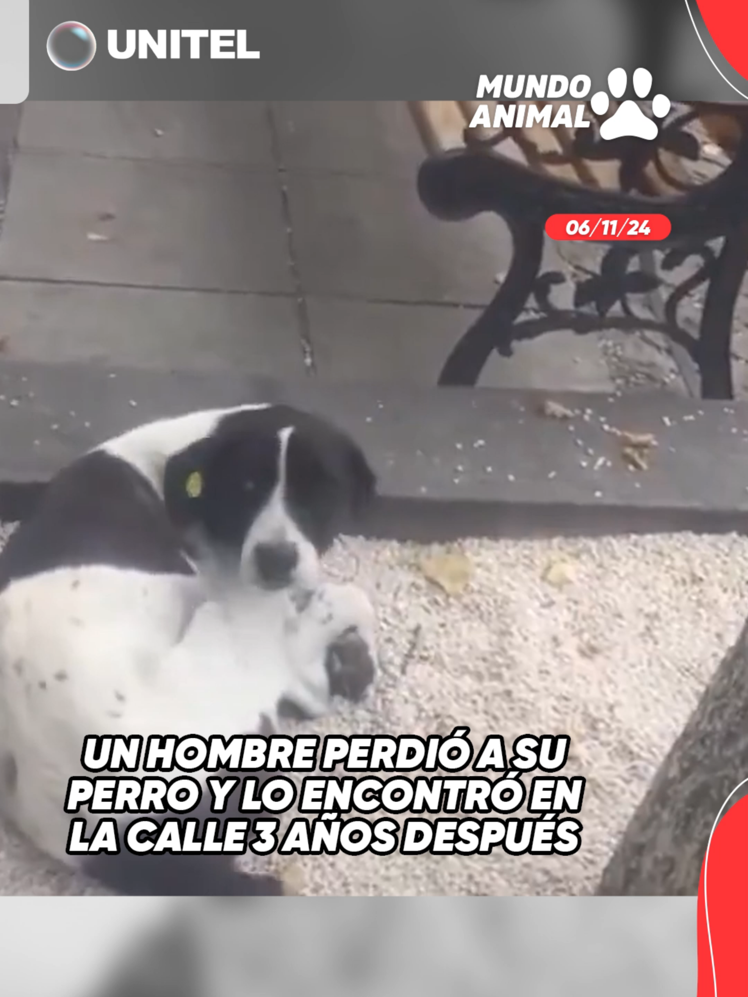 Fue conmovedora la felicidad del perro, que inmediatamente reconoció a su dueño cuando lo llamó #Unitel#VideoViral#Virales#Dueño#Felicidad#Mascota#Perrito