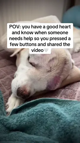 I have 6 days left to raise moeny for Nala’s trestment❤️ Please do all you can