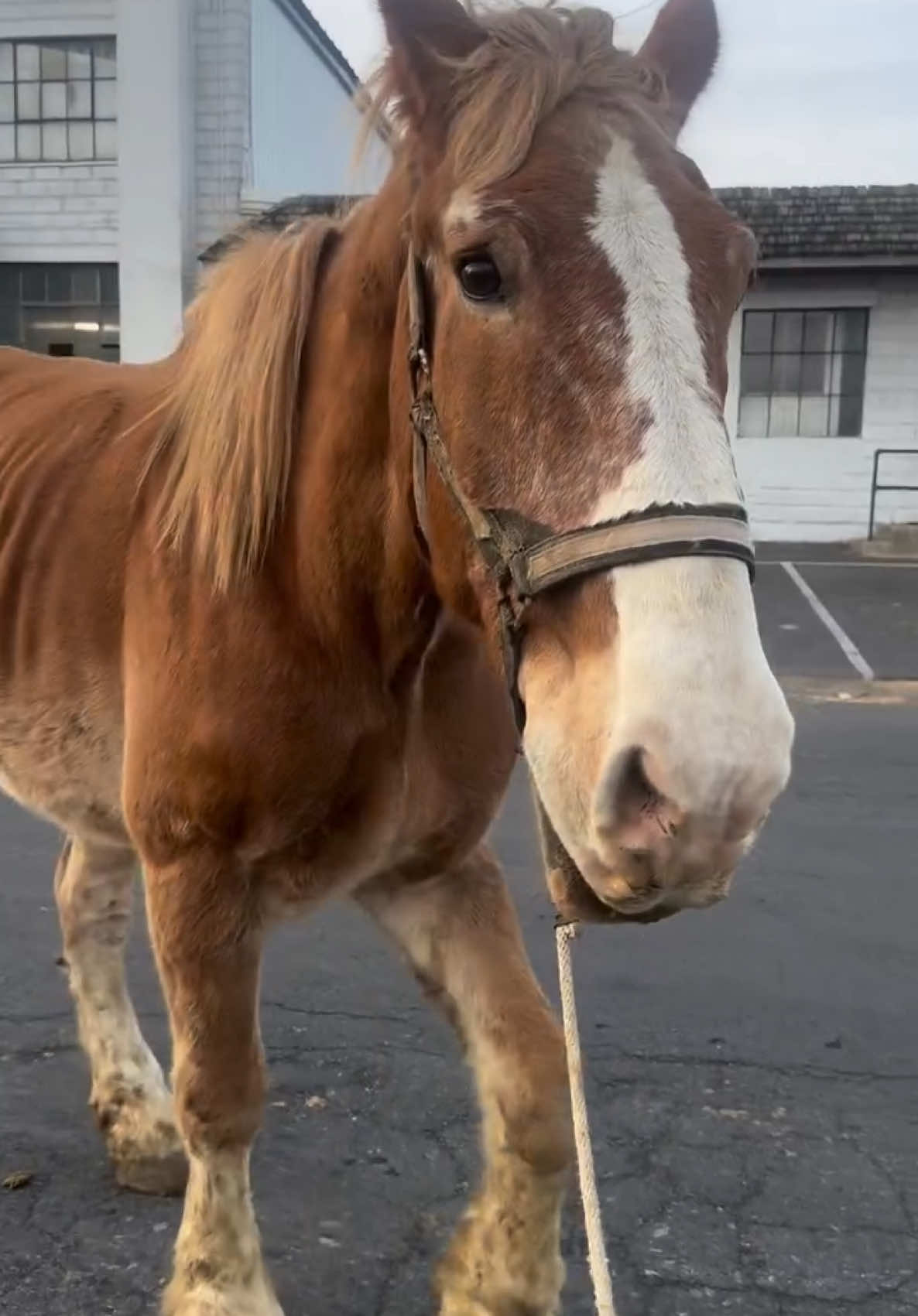 I got to the auction right at start yesterday. I saw the first horse nose peeking out from under the bleachers where the “worst cases” wait to go through first before the nice riding horses. I could see that nose was white and pink. Definitely a draft nose. And then he came out… the first one of the day, scared and shy, frail and limping. I said if nothing else today.. I can help this old man; and I threw my hand up. Pa (who I named grandpa horse) got brought in later and I waited for him- as well as rescuing another sweet soul for a good friend of mine. I did one drop off for another rescue and when I came back for Pa and Mater (who I named this big fellow- has anyone seen cars?) they were bonded, eating hay together like they’ve been best friends their entire life. They haven’t left each others side since ❤️.  . . This is the good. This is the power of community and love. This is the path I will continue to see down and walk alongside you all.  . . Today is $2 Tuesday. We just had a shipment of hay come in this morning which was $2,600. If you are up for it, please consider supporting Mater’s care and helping us feed all these big kids. I will never be able to thank you enough for the work you all do to make this possible. I am blessed and so grateful.  : . VNMO: HHHHFR24 PYPal: hhhhfarmrescue@aol.com . . Listen to that big belly laugh ❤️ #mater #belgianhorse #horserescue #drafthorse #seniorhorselove 