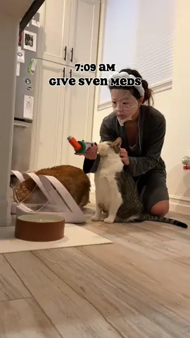 Day in my life. PART 1. Everyday is different. Depending on meetings, some days I get in early. Sometimes I do a mask at night instead of the morning. If I didn’t meal prep for the week, then I have to cook in the evening. Some days my husband does the feedings and Sven meds. (He always scoops the boxes 🤭).  #catmom #catmomlife #dayinthelife #catowner #fostercat #catlover 