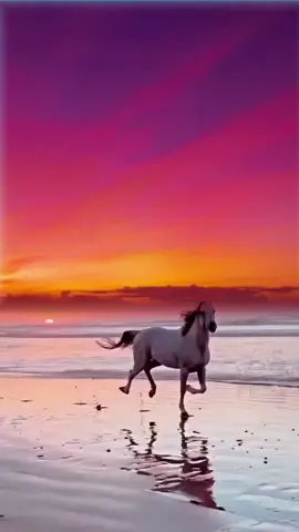 #CapCut No Volvere - Gipsy Kings 