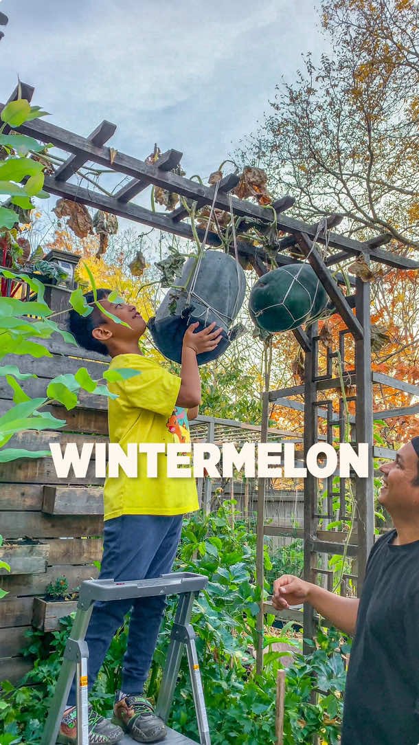 It’s not Watermelon, it’s Winter Melon also known as Ash Gourd. It’s a very versatile squash that can be added to many dishes, even desserts and candy😋 Have you heard of Winter Melon and what do you make with them? #gardeninglife #fyp 