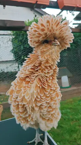 #polishchicken #fluffychicken #chickensoftiktok #chickens #polishfrizzle #cuteanimal 