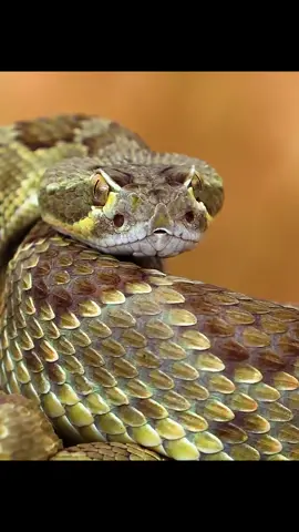 #snake #animalsoftiktok #animalslifestyle #fyp 