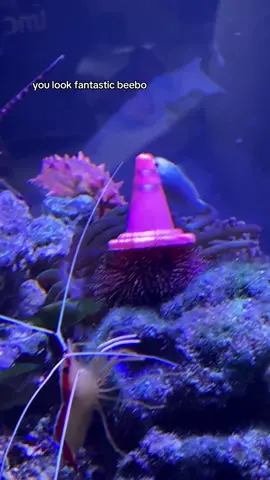 beebo and his traffic cone hat! #beebotheseaurchin #marinetank
