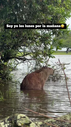 #pantalon #lunes #capybara #llano #chiguire #chiguiro #humor 