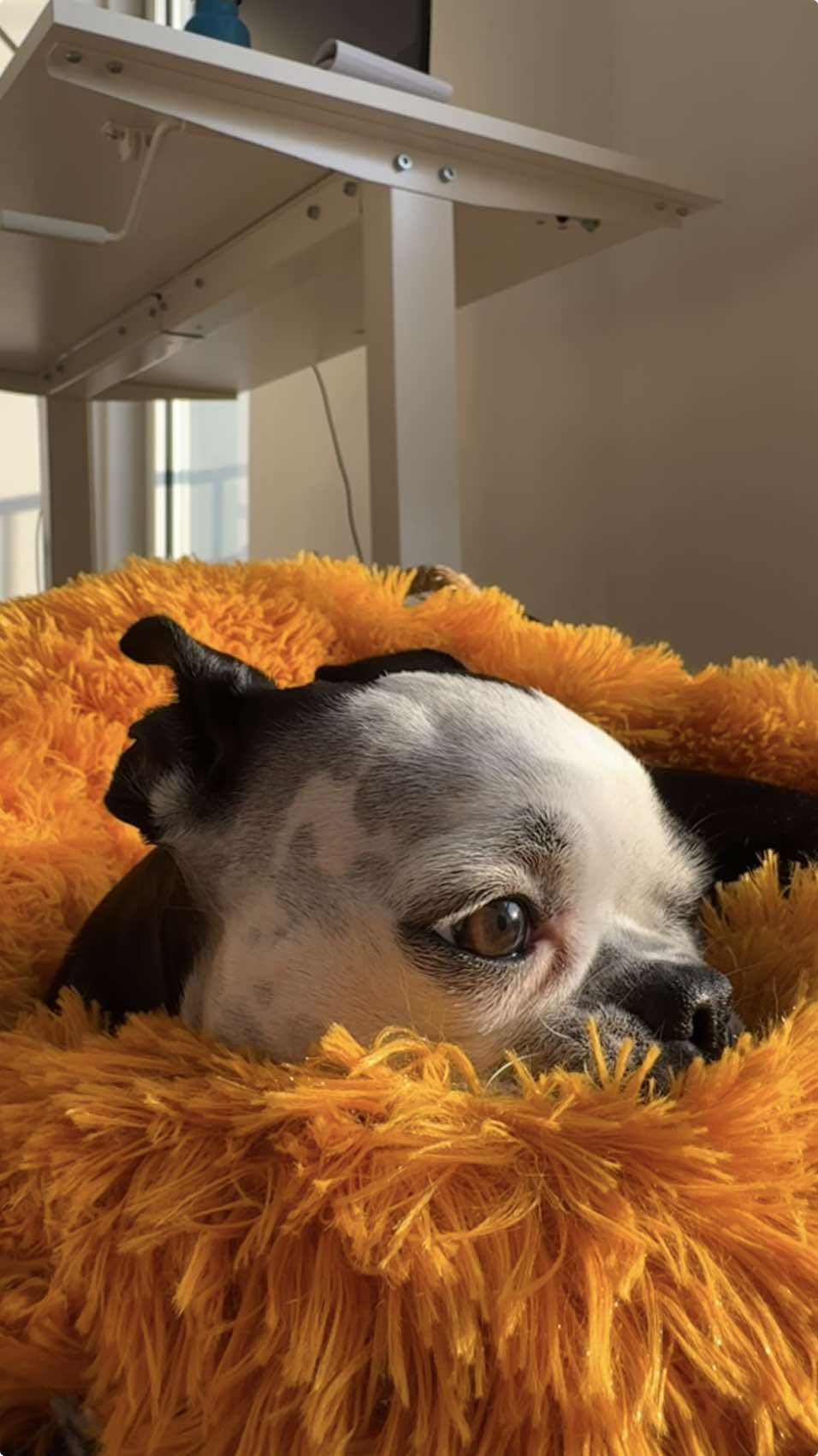 enjoying & taking a nap in my cute new petsome bed. use code TOKYOANDMJO30 to get 30% on petsome.co 🥰#dogsoftiktok #doglife #PetsOfTikTok #pets #pets #frenchton #bostonterrier #fyp thanks @Petsome.pamela 🧡