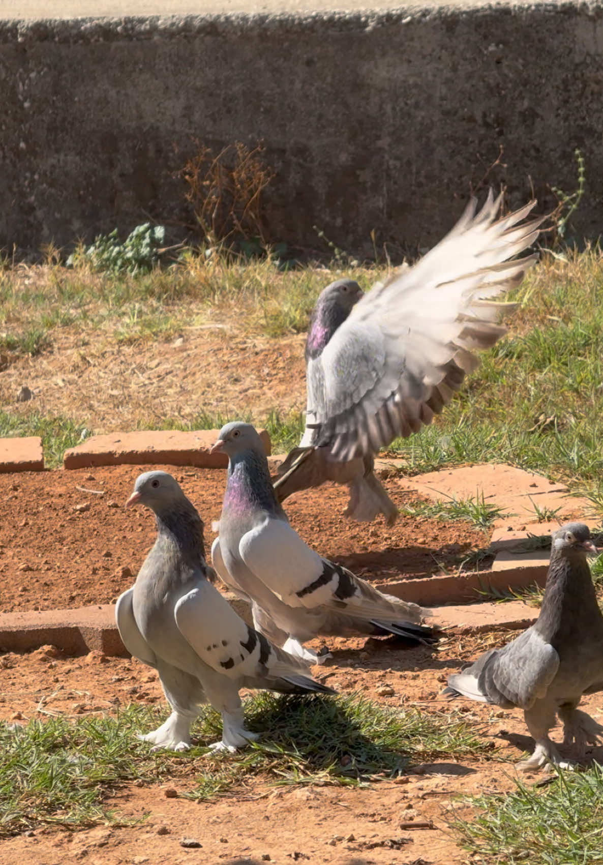 🧿🧿🧿 #oyunkuşu #taklacıgüvercin #oyunkuşusevdası #pigeon #kabotar #birds #güvercin #hayvansevgisi #antalya #mardin #turkey🇹🇷 