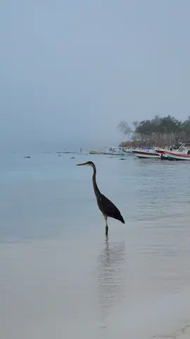 Hoy amaneció el mar cubierto de neblina y este invitado, Garza Morena o Garzón azulado. #caribemexicano #akumalbeach #snorkeling #diegoarestre #tours #experience #travel #holiday #sky #rivieramaya #garza #garzon #ocean 