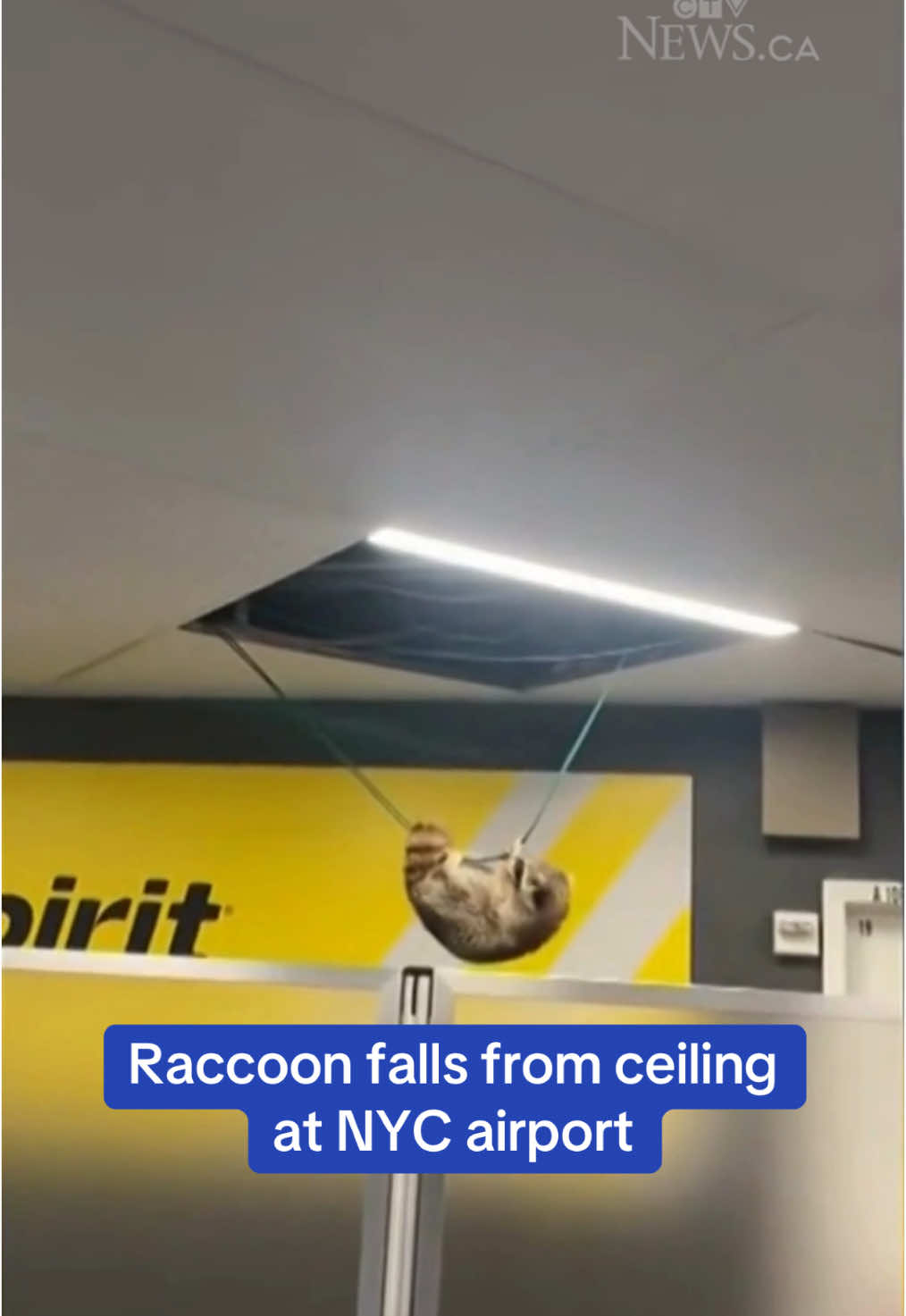 The shocking moment a raccoon fell from a ceiling at LaGuardia Airport in New York City was captured on video. #newyork #raccoon #airport #caughtoncamera #laguardia 